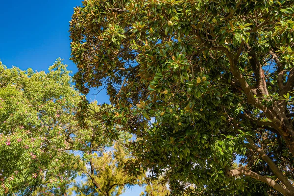 Rami Alberi Esotici Nel Parco — Foto Stock