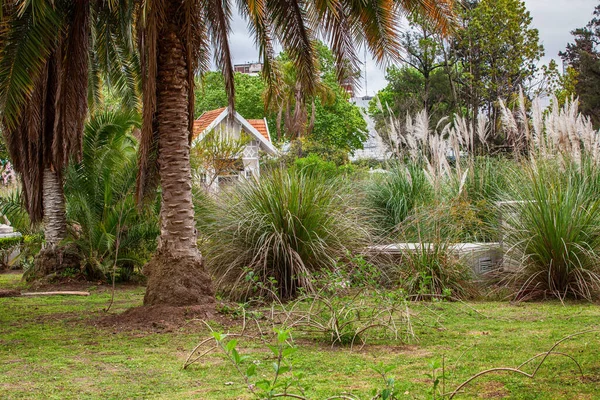 Arbustos Parque Verano — Foto de Stock