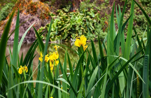 Yellow Iris Flowers Park — Stock Photo, Image