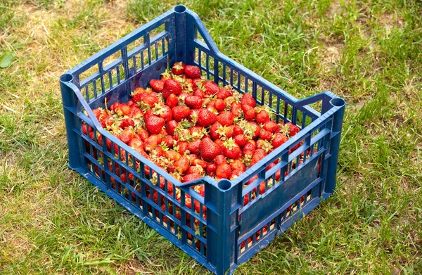 Strawberries Plastic Box Grass — Stock Photo, Image