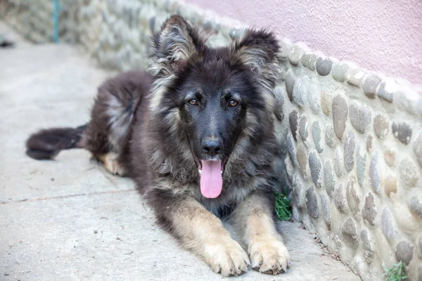 Pastore Tedesco Cucciolo Nel Cortile — Foto Stock