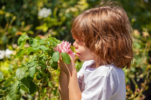 Liten Flicka Som Håller Rosee Parken — Stockfoto