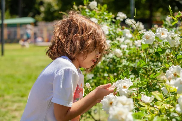 Kleines Mädchen Mit Einem Rosenstock Park — Stockfoto