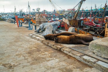 Mar del Plata, Arjantin 09.04.2022: Mar del Plata Arjantin 'deki balıkçı limanında deniz aslanları