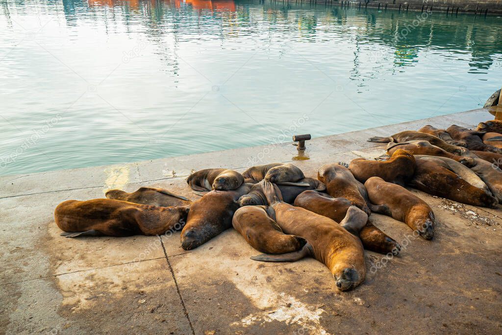 sea lions in the fishing port
