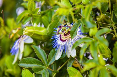 Passiflora caerulea Parkta Gökyüzü
