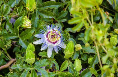 Passiflora caerulea Parkta Gökyüzü