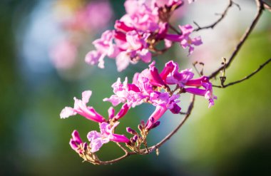 Park yerinde pembe lapacho.