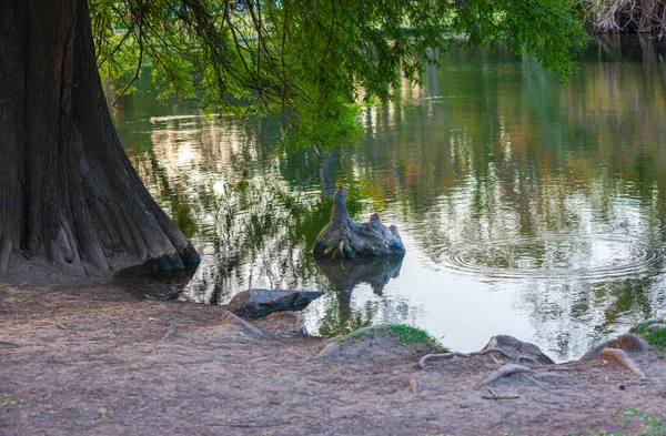 Lake Summer Park Background — Stock Photo, Image