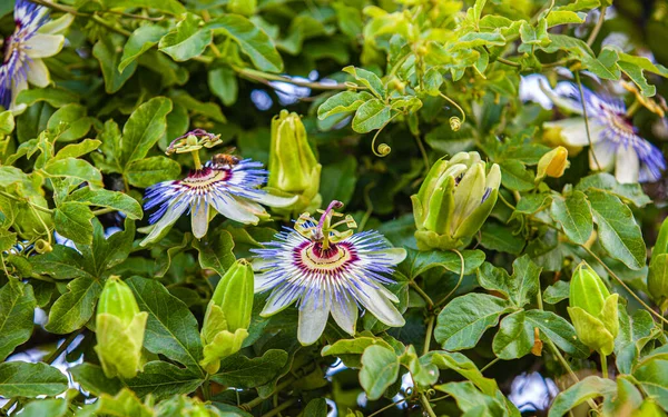Passiflora caerulea Parkta Gökyüzü