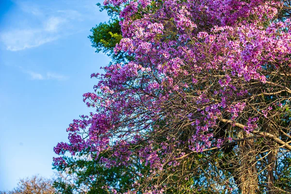 Lapacho Palo Rosa Bajo Cielo Azul Claro Foto —  Fotos de Stock