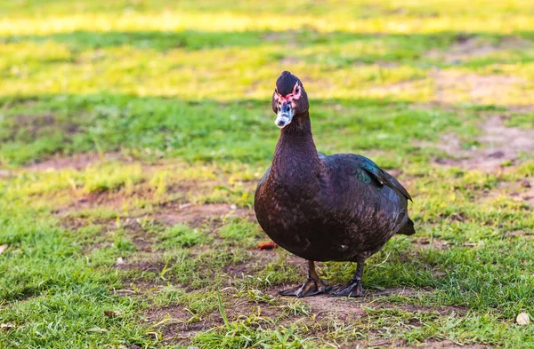 Pézsmakacsa Cairina Moschata Vörös Körhintával — Stock Fotó