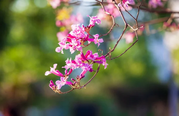 Lapacho Rose Dans Parc — Photo