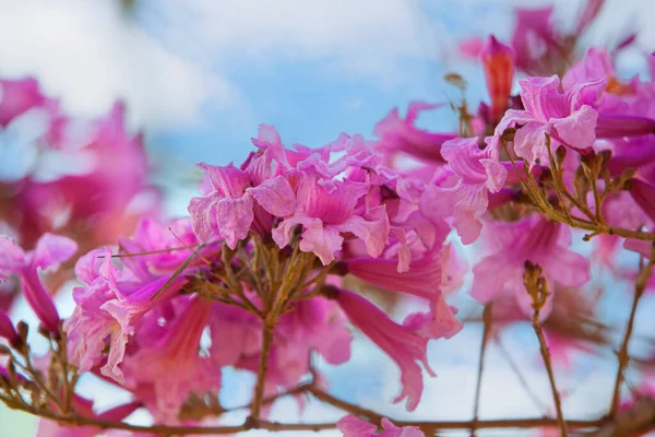 Rosewood Lapacho Clear Blue Sky Photo — Stock Photo, Image