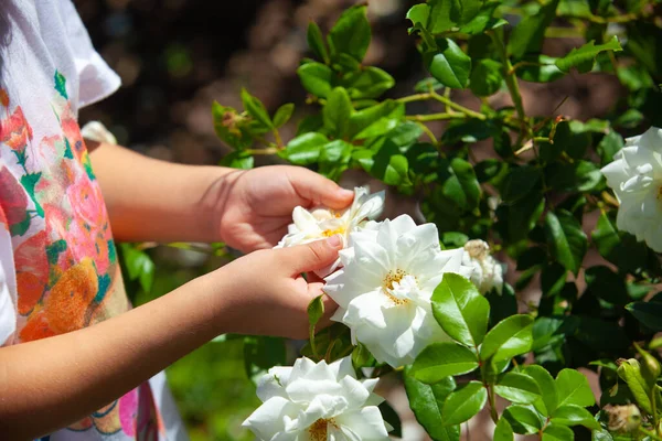 Niña Sosteniendo Rosee Parque — Foto de Stock