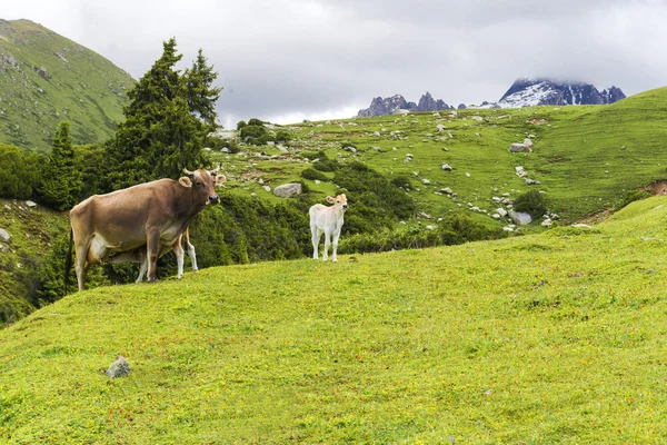 Cow in mountains — Stock Photo, Image