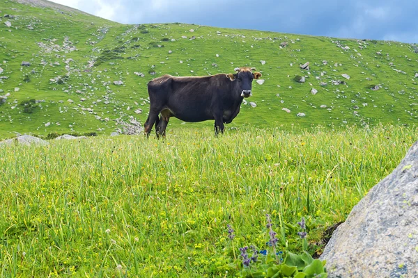 Montanhas de vaca — Fotografia de Stock