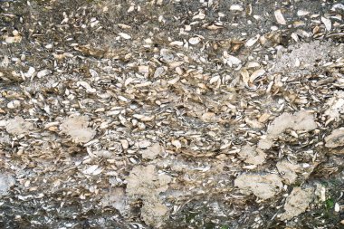 Arka plan olarak yakın plan gri kireçtaşı kaya dokusu