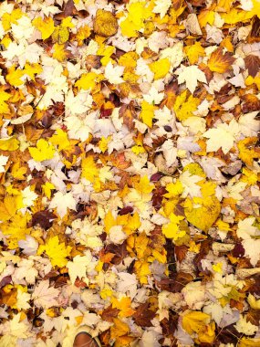 Yağan yağmur damlalarıyla düşen sonbahar yapraklarının renkli arkaplan resmi. Mevsimlik sonbahar geçmişi. Yukarıdan bak. Metnin için yer.