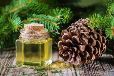 Spa için ladin aroması yağı, cam şişede firavun iğnesi gerekli yağ ve kozalaklı yeşil kozalaklı ağaç dalları..