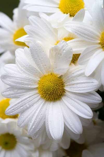 Beau Chrysanthème Blanc Beaux Chrysanthèmes Blancs Fond Rapproché — Photo