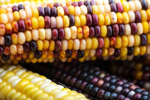 Colored Corn Macro Background Place Text — Stock Photo, Image