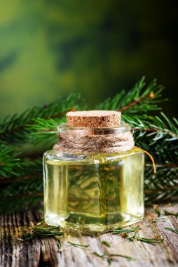 bottle of aromatic oil spruce and young branches close-up