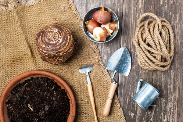 Fil Kulağı 'nın (Colocasia Esculenta) canlı ampulü bahçeye dikilmeye hazırlanıyor..