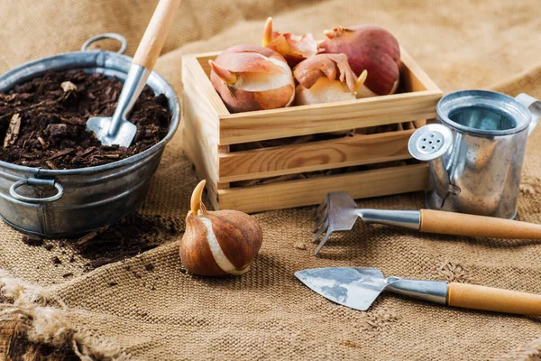 Bahçe aletleri ve lale çiçeği soğanları. Bahçıvanlık sezonuna hazırlanıyorum..