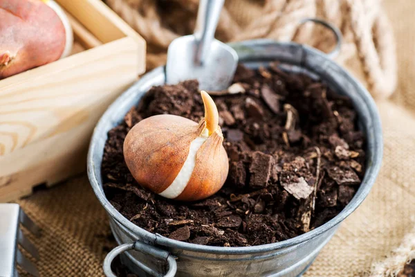 Bahçıvanlık aletleriyle dolu bir masaya yakın plan lale ampulü. Bahçıvanlık sezonuna hazırlanıyorum..