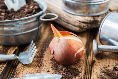 Bahçıvanlık aletleriyle dolu bir masaya yakın plan lale ampulü. Bahçıvanlık sezonuna hazırlanıyorum..