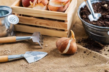 Bahçıvanlık aletleriyle dolu bir masaya yakın plan lale ampulü. Bahçıvanlık sezonuna hazırlanıyorum..