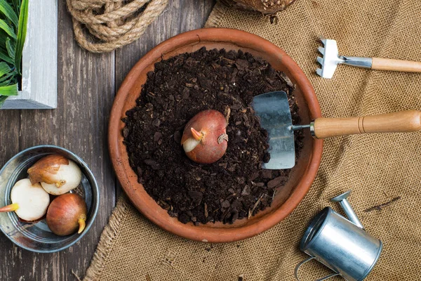 Masanın üzerine çiçek soğanı