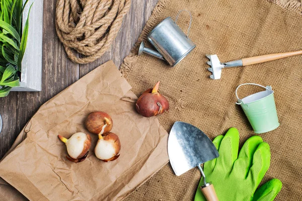 Trädgårdsredskap Och Lökar Redo Att Plantera Burlap — Stockfoto