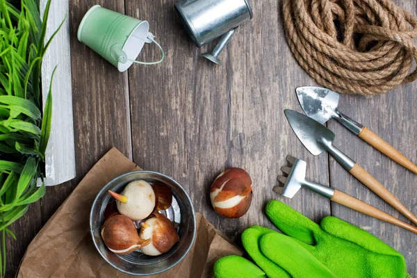 Tulpenbollen Klaar Planten Tuingereedschap Het Concept Van Lente Tuinieren Kopieerruimte — Stockfoto