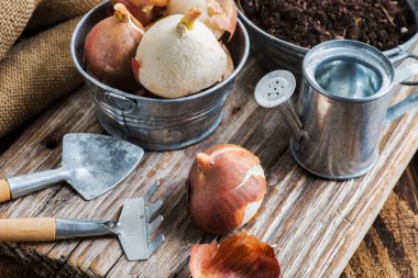 Lale soğanları bahar ekimi için hazır. Bahçe malzemesi ve aletleri.