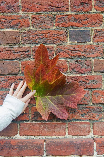 Kadının Eli Bir Sonbahar Yaprağını Tuğla Bir Duvarın Arka Planında — Stok fotoğraf