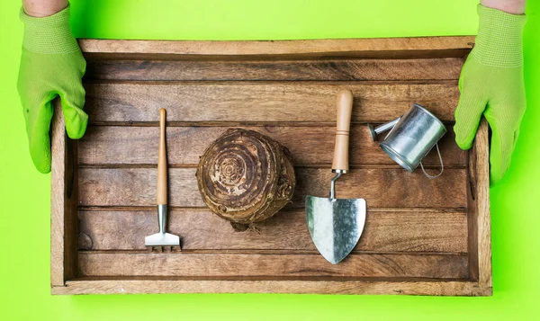 Živá Cibule Sloního Ucha Colocasia Esculenta Připravená Výsadbě Zahradě Rukou — Stock fotografie