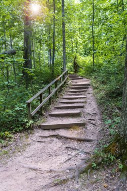 Yoğun bir ormanda adımları olan, güneş ışınlarıyla kaplı kirli bir yol. Yeşil Park 'ta yaz günü.