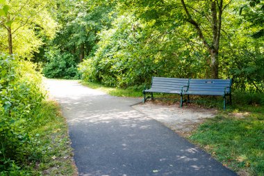 Yaz yeşil ormanında güneş ışığı altında bankta. Yakın plan..