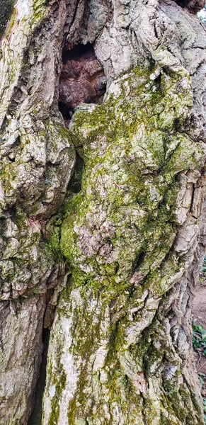Głęboko Pęknięta Kora Starego Szarego Drzewa Powierzchnia Kory Drzewa Wzrostem — Zdjęcie stockowe