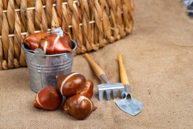 Kovadaki lale soğanları ve tırmıkla kepçeyle. Bahar ekimine hazırlanıyorum. Metin için boşluk.