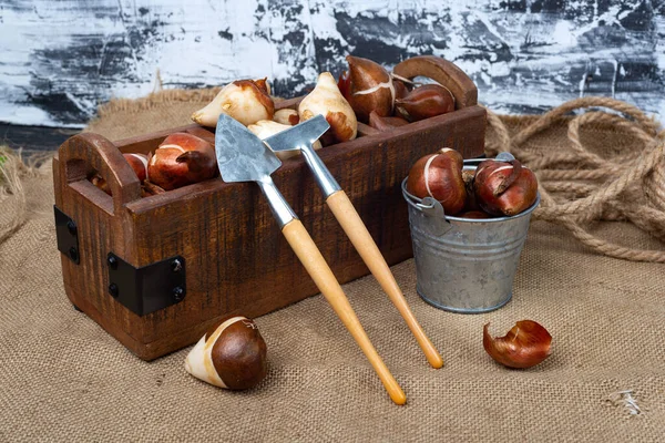 Voorbereiding Het Voorjaarsseizoen Roze Gele Tulpenbollen Een Houten Doos Hark — Stockfoto