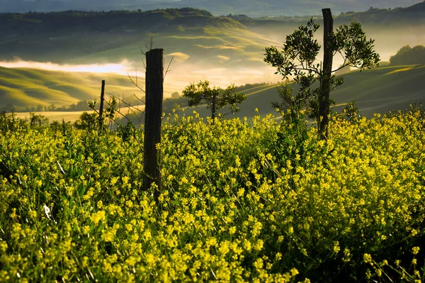 Tuscany - Italy — Stock Photo, Image