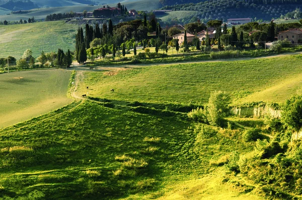 Пейзаж в Тоскані в Італії — стокове фото