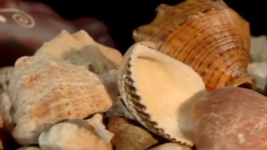 antika gemiler ve deniz kabukları