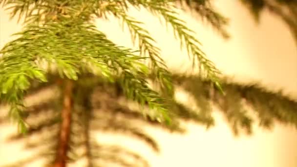 Araucaria (araucaria heterophylla) — Stockvideo