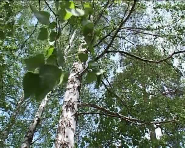 桦树 — 图库视频影像