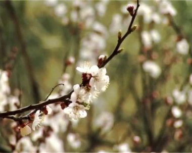 Blossom kayısı