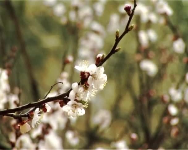 abricot fleuri 